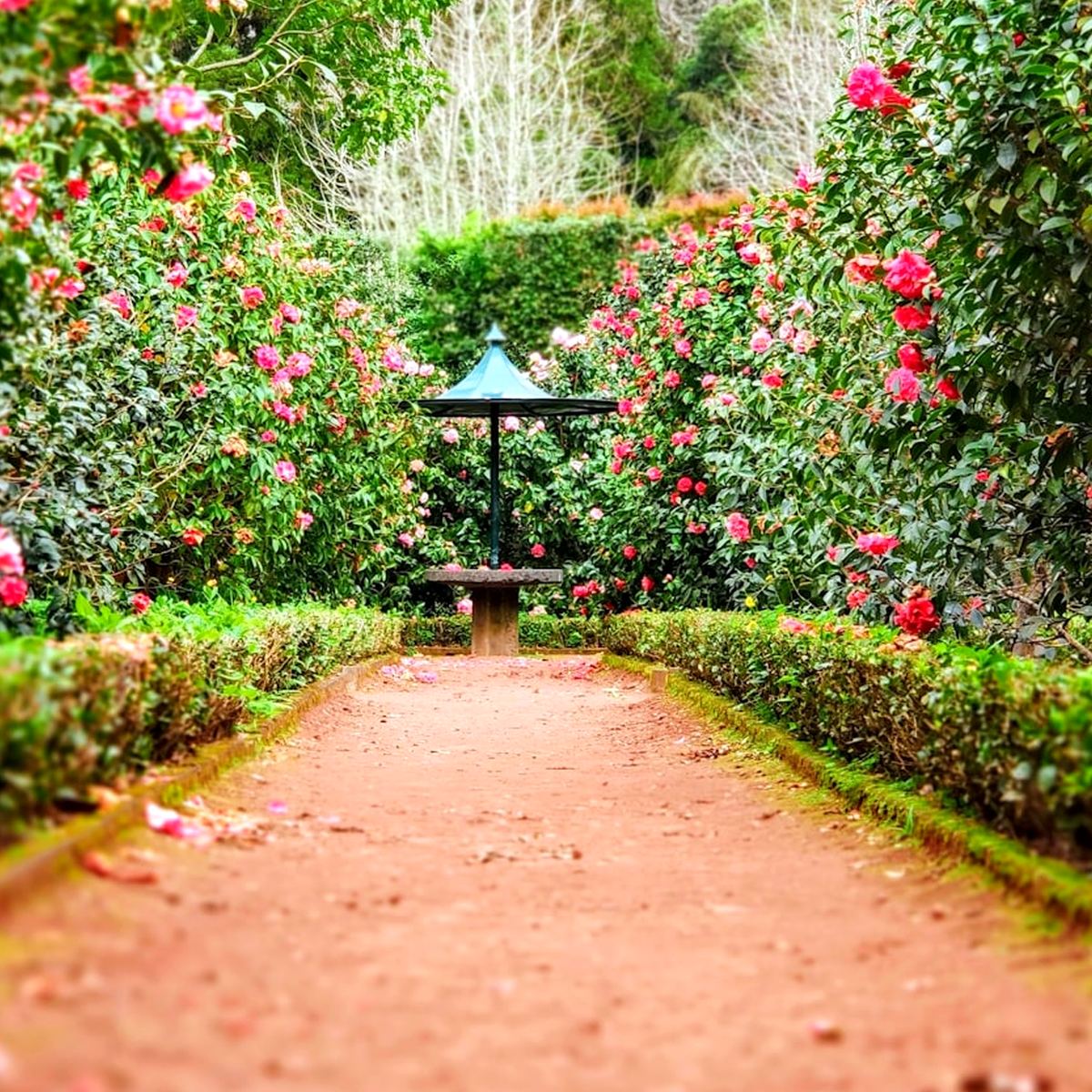 Feral Garden